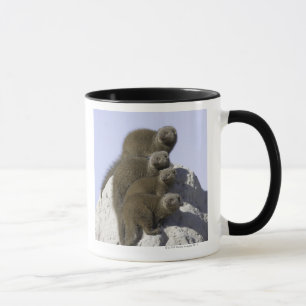 Group of Dwarf Mongoose on a Termite Mound in Mug