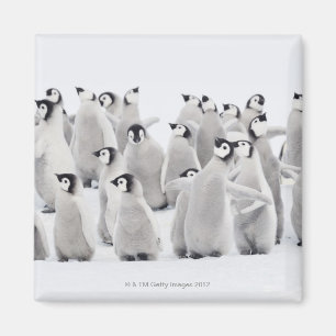 Group of Emperor penguins (Aptenodytes forsteri) Magnet