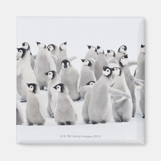 Group of Emperor penguins (Aptenodytes forsteri) Magnet (Front)