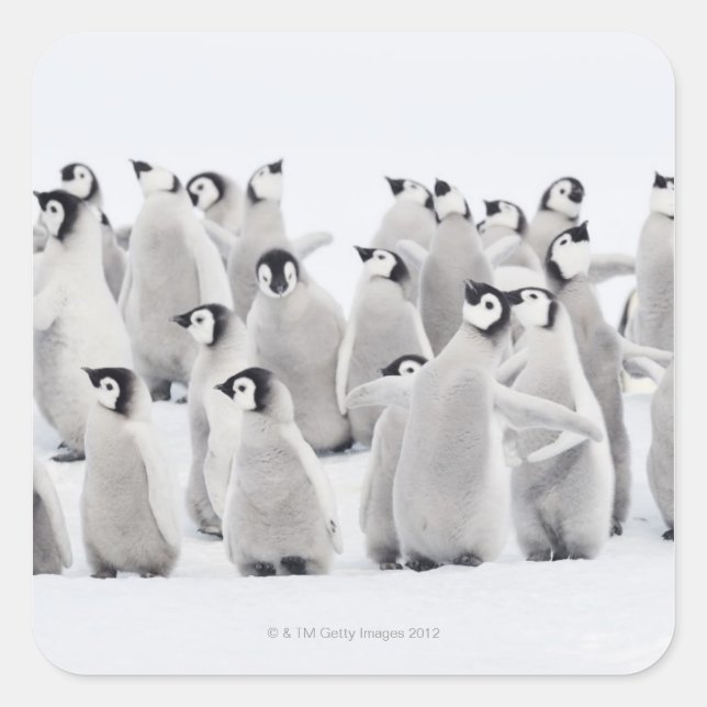 Group of Emperor penguins (Aptenodytes forsteri) Square Sticker (Front)