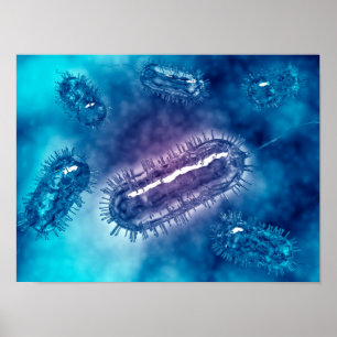 Group Of Escherichia Coli Bacteria Cells 1 Poster