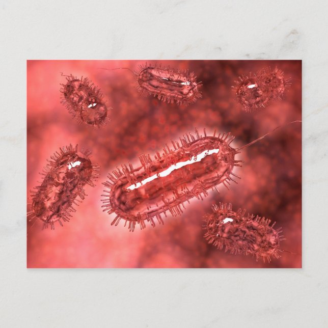 Group Of Escherichia Coli Bacteria Cells 2 Postcard (Front)