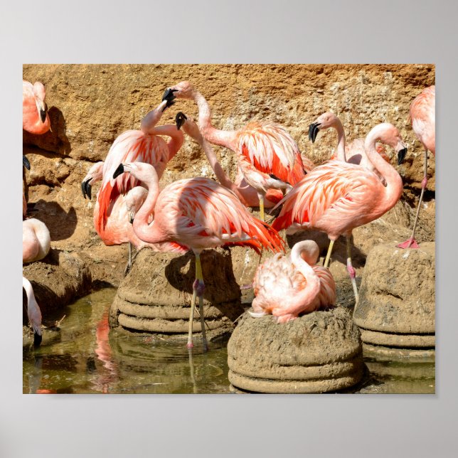 Group of flamingos and nests in Camargue  Poster (Front)