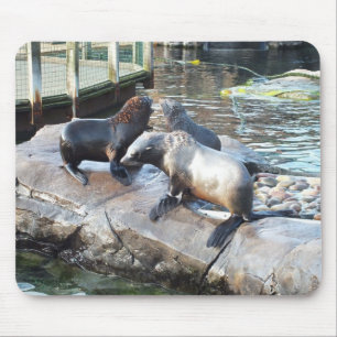Group of fur seals mouse pad