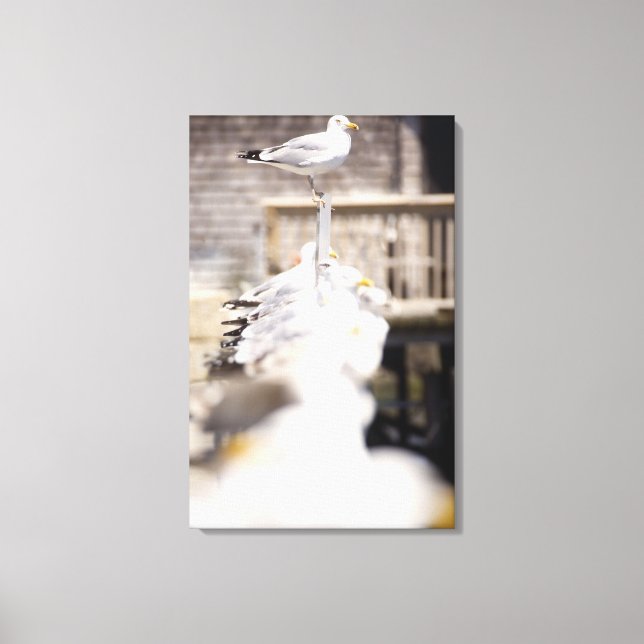 group of Herring Gulls (Larus argentatus) on a Canvas Print (Front)