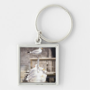 group of Herring Gulls (Larus argentatus) on a Key Ring