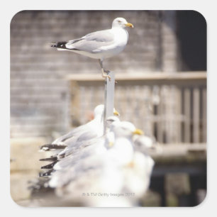 group of Herring Gulls (Larus argentatus) on a Square Sticker