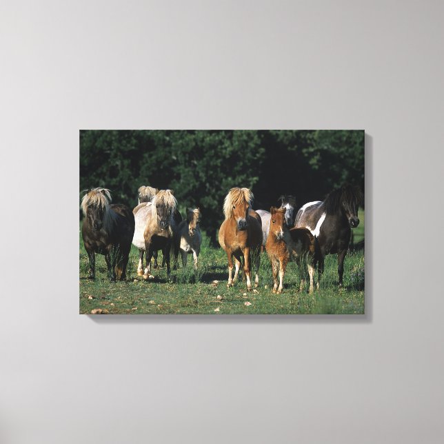 Group of Miniature Foals Canvas Print (Front)