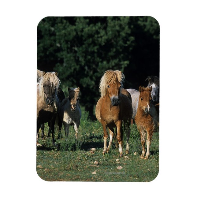 Group of Miniature Foals Magnet (Vertical)