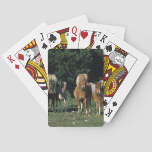 Group of Miniature Foals Playing Cards