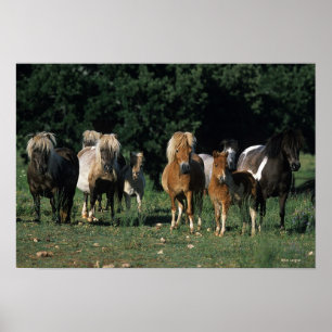 Group of Miniature Foals Poster