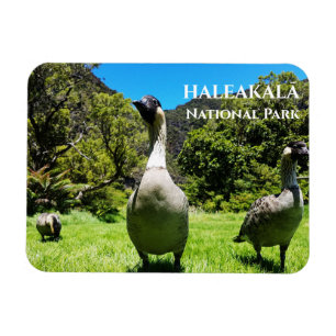 Group of Nēnē, Haleakalā National Park, Maui, HI Magnet
