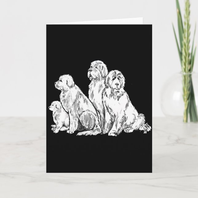 Group of Newfoundland dogs Card (Front)