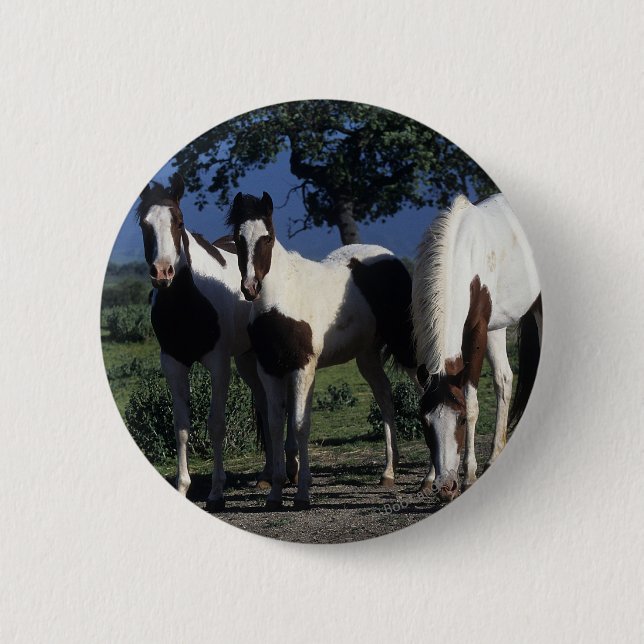 Group of Paint Horses 6 Cm Round Badge (Front)