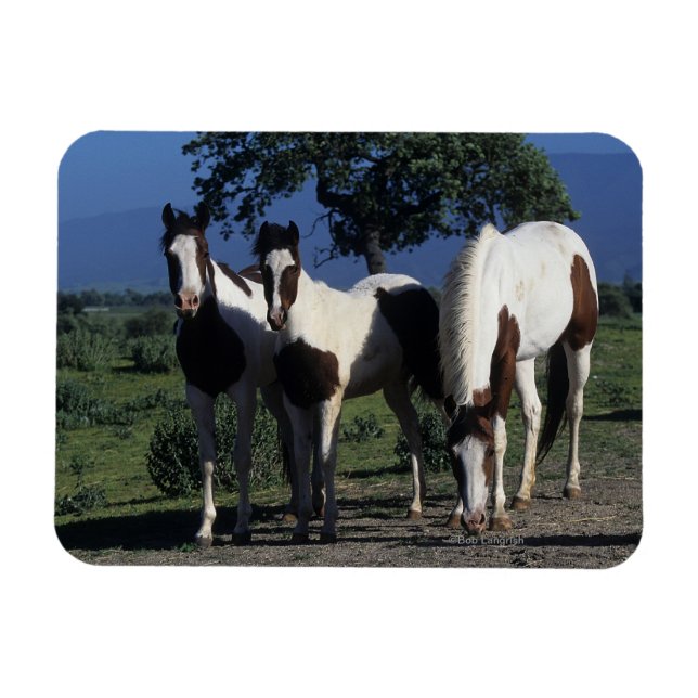 Group of Paint Horses Magnet (Horizontal)