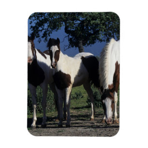 Group of Paint Horses Magnet