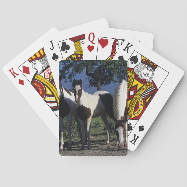 Group of Paint Horses Playing Cards (Back)