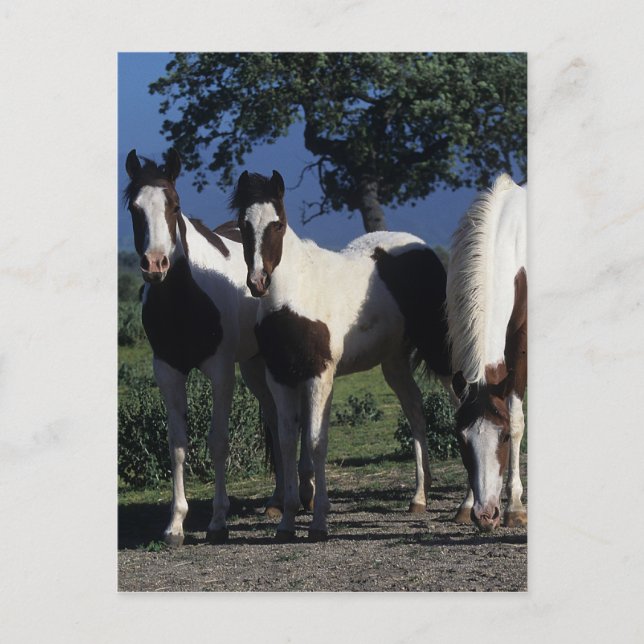Group of Paint Horses Postcard (Front)