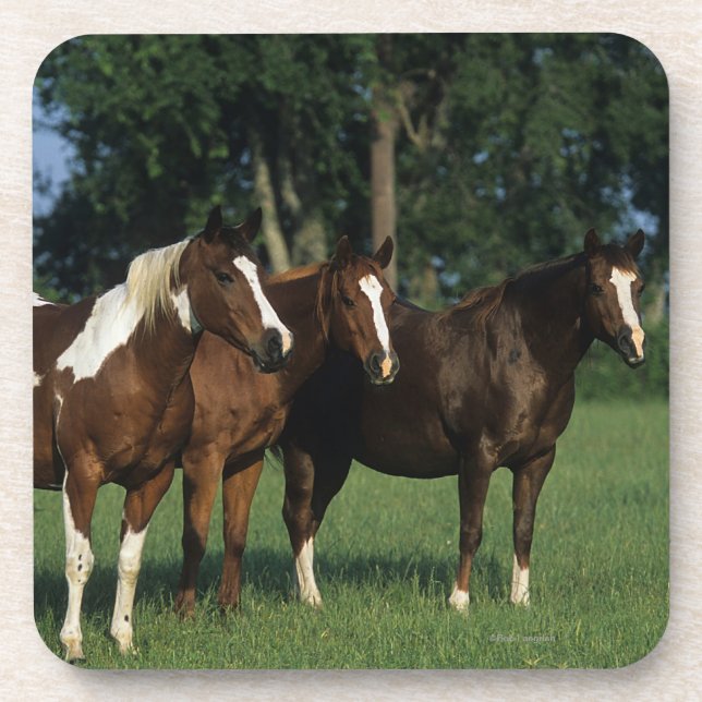Group of Paint Horses Standing Coaster (Front)