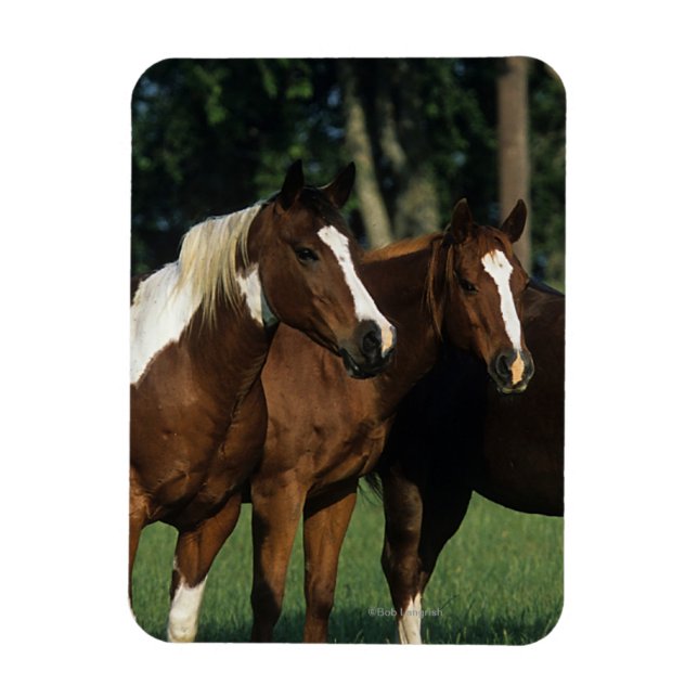 Group of Paint Horses Standing Magnet (Vertical)