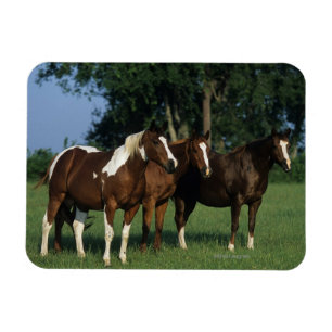 Group of Paint Horses Standing Magnet