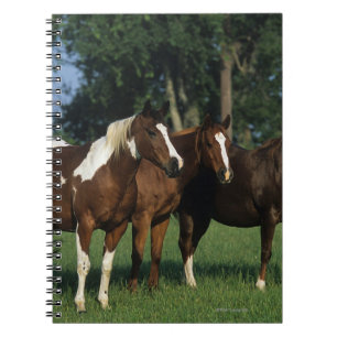 Group of Paint Horses Standing Spiral Notebook