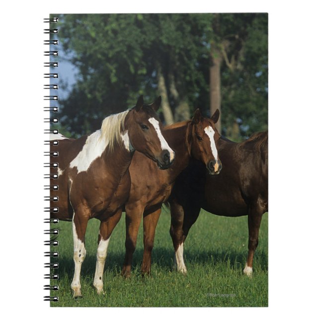 Group of Paint Horses Standing Spiral Notebook (Front)