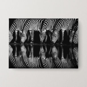 Group of Plains Zebra Drink Together at Night