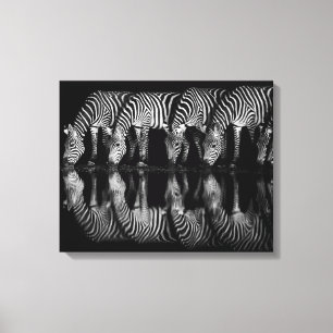 Group of Plains Zebra Drink Together at Night Canvas Print