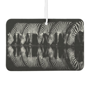 Group of Plains Zebra Drink Together at Night Car Air Freshener