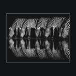 Group of Plains Zebra Drink Together at Night Postcard<br><div class="desc">Africa,  East Africa,  Kenya,  Great Rift Valley,  Olkirimatian Conservancy,  plains zebra,  Equus quagga.  A group of plains zebra drink together at night.  B & W</div>