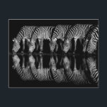 Group of Plains Zebra Drink Together at Night Postcard<br><div class="desc">Africa,  East Africa,  Kenya,  Great Rift Valley,  Olkirimatian Conservancy,  plains zebra,  Equus quagga.  A group of plains zebra drink together at night.  B & W</div>