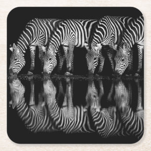 Group of Plains Zebra Drink Together at Night Square Paper Coaster
