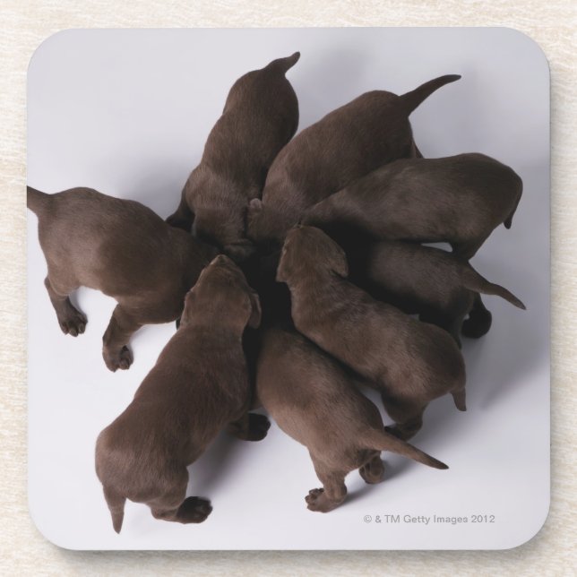 Group of puppies with heads together coaster (Front)