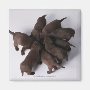 Group of puppies with heads together magnet