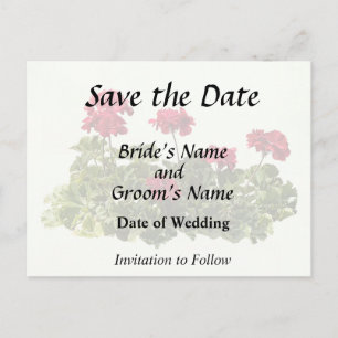 Group of Red Geraniums Announcement Postcard
