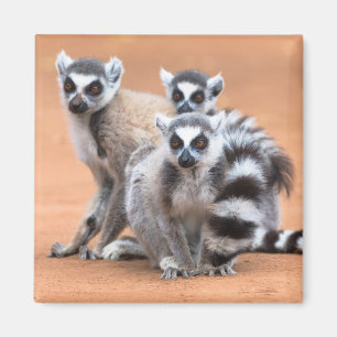Group of Ring-Tailed Lemurs Magnet