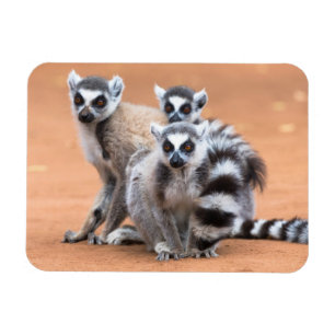 Group of Ring-Tailed Lemurs Magnet
