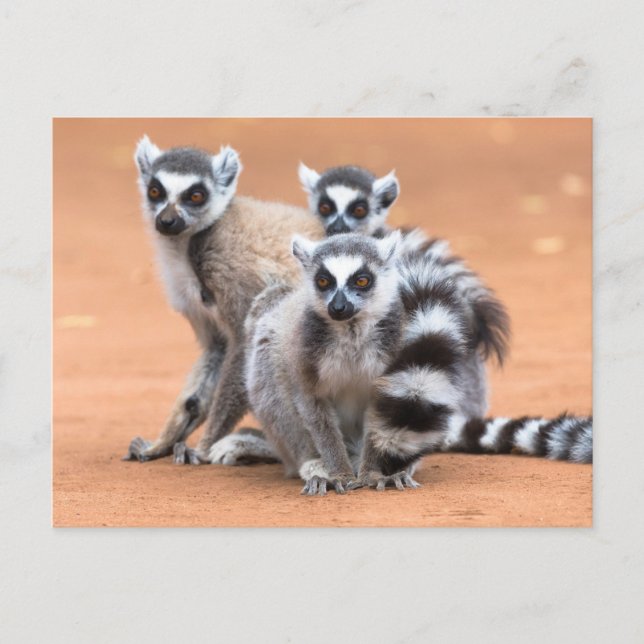 Group of Ring-Tailed Lemurs Postcard (Front)