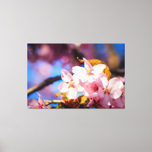 Group Of Sakura Flowers, Soft Pink, Blue Backdrop Canvas Print