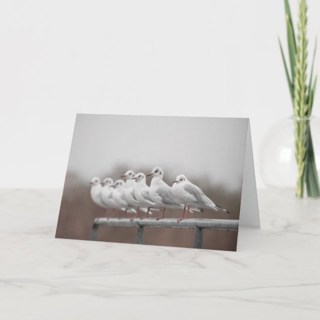Group of seagulls card (Front)