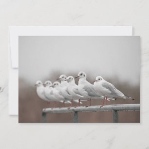 Group of seagulls Nature Photo Card