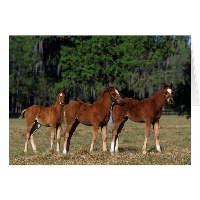 Group of Thoroughbred Foals (Front Horizontal)