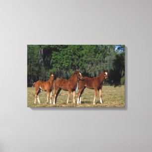 Group of Thoroughbred Foals Canvas Print