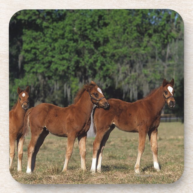 Group of Thoroughbred Foals Coaster (Front)