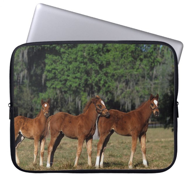 Group of Thoroughbred Foals Laptop Sleeve (Front)
