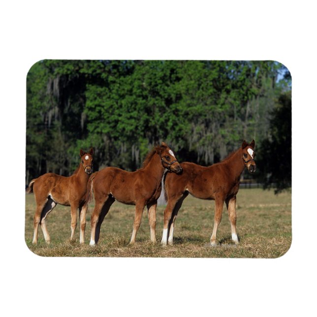 Group of Thoroughbred Foals Magnet (Horizontal)
