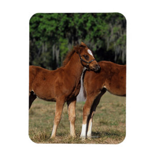 Group of Thoroughbred Foals Magnet