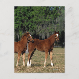 Group of Thoroughbred Foals Postcard