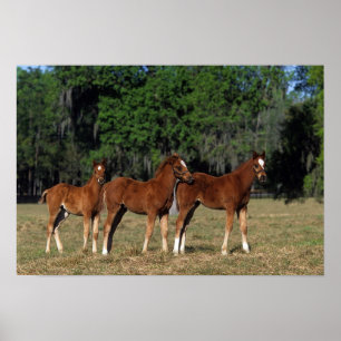 Group of Thoroughbred Foals Poster